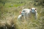 sheep on the isle of coll