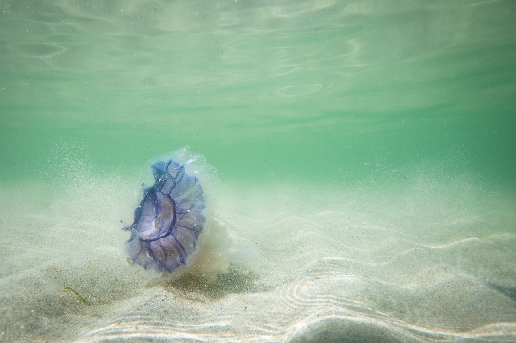 Hebrides Jellyfish Underwater